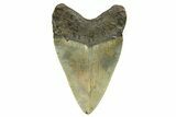 Serrated, Fossil Megalodon Tooth - North Carolina #298832-1